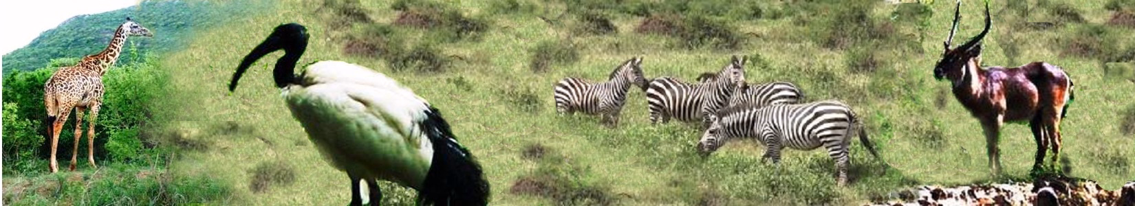 Travel Holidays Kenya