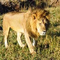 kenya wildlife