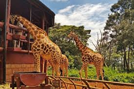 Safari Tour Camping Safari 