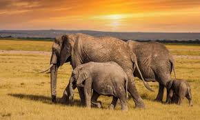 Kenya safari tour blog