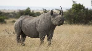 Holiday Kenya Tour Safari