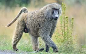 7 Days - Wildlife Africa safari